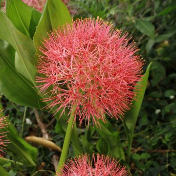 Scadoxus ou haemanthus multiflorus