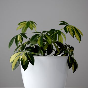 Schefflera Madame De Smet
