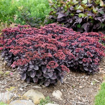 Sedum (Hylotelephium) Thunderhead - Orpin d'automne