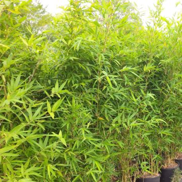 Semiarundinaria makinoi - Petit Bambou