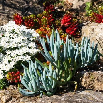 Senecio serpens - Plante succulente