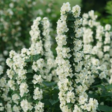 Seringat des jardins - Philadelphus coronarius Aureus