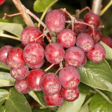 Sorbier des oiseleurs - Sorbus Alaja Krupnaja