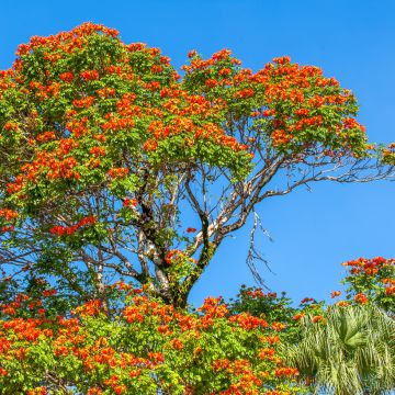 Jacaranda mimosifolia - Flamboyant bleu