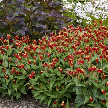 Spigelia marilandica Little Red Head - Spigélie du Maryland