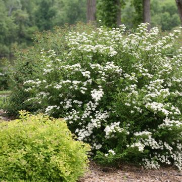 Spirée japonaise Snowmound - Spiraea nipponica Snowmound