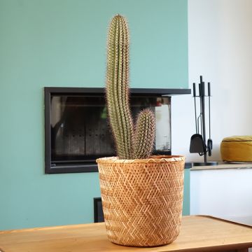 Stenocereus thurberi - Cactus orgue