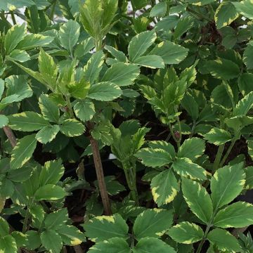 Sureau noir - Sambucus nigra Golden Spark