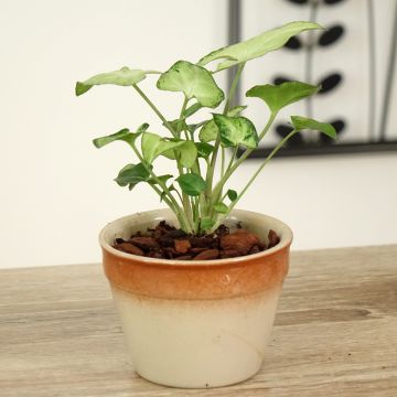 Syngonium Snow White - Patte d'oie