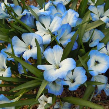 Crocus bleu du Chili - Tecophilaea cyanocrocus