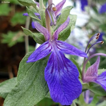 Teucrium fruticans Azureum 