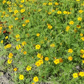 Œillet d’Inde Nématode Control - Tagetes patula