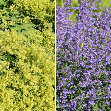 Tapis Jaune et Bleu, alchemilles et nepetas