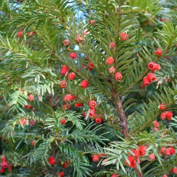 Taxus Baccata, If