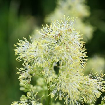 Thalictrum sphaerostachyum - Pigamon à tête ronde