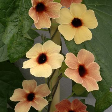 Thunbergia African Sunset