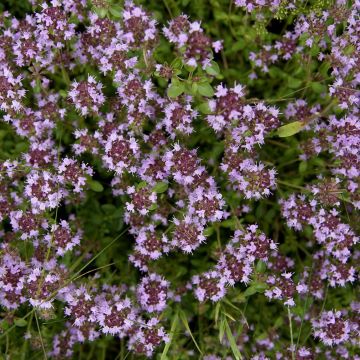 Thymus pulegioides Splendens - Thym faux pouillot - Thym à larges feuilles 
