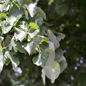 Tilleul argenté - Tilia tomentosa