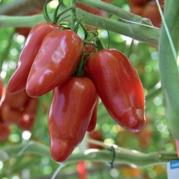 Tomate Cornabel F1 en plants - Tomate cornue des Andes hybride