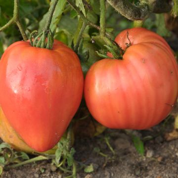 Tomate Rose De Berne AB - Ferme de Ste Marthe