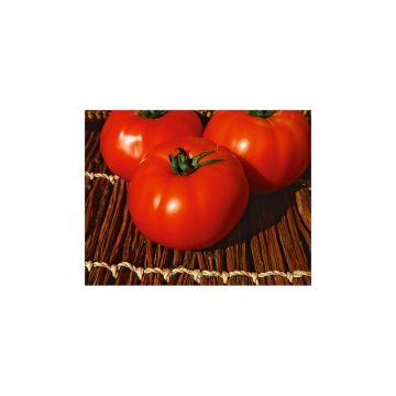 Tomate Virgilio F1