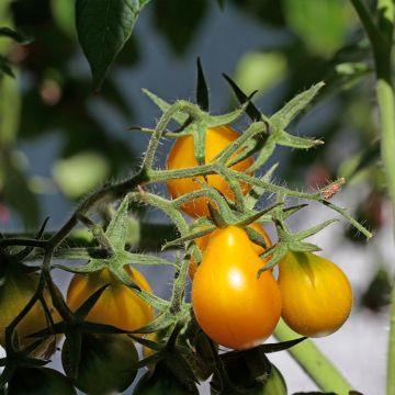 Tomate Poire jaune Bio - Ferme de Sainte Marthe