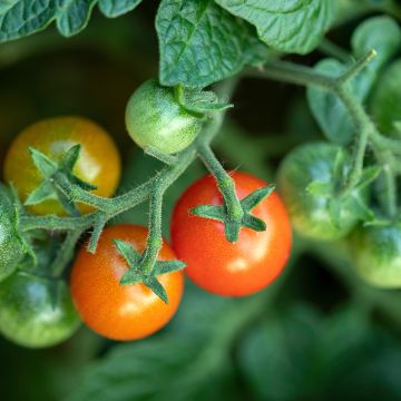 Tomate cerise