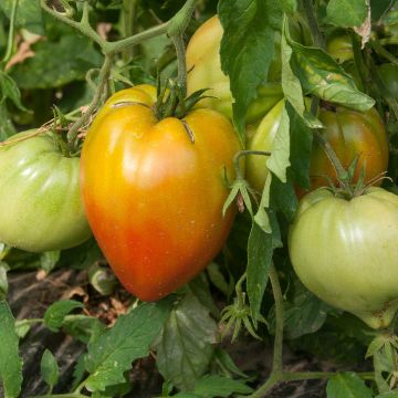 Tomate Ochsenherz Orange  en plants GREFFES