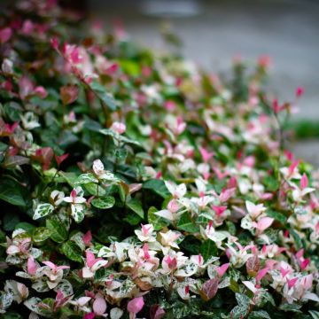 Trachelospermum asiaticum Goshiki Chirimen