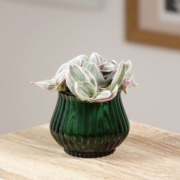 Tradescantia cerinthoides Sweetness