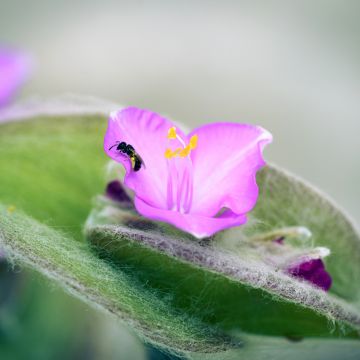 Tradescantia sillamontana - Misère laineuse