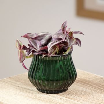 Tradescantia zebrina Purple Joy