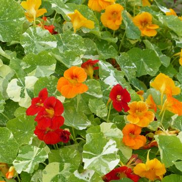 Graines de Capucine Alaska en mélange - Tropaeolum majus