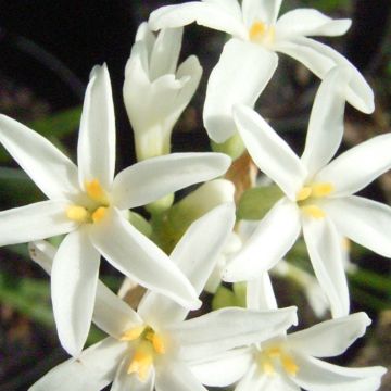 Tulbaghia violacea Savannah Lightning - Tulbaghie 