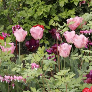 Tulipe Triomphe Beauty Queen