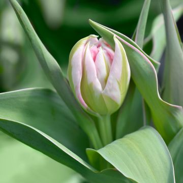 Tulipe Double Flashpoint