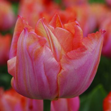 Tulipe Jochem triomphe