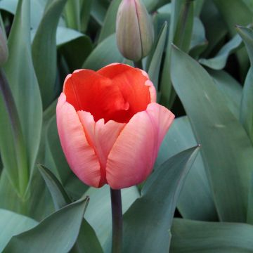 Tulipe Darwin Apricot Impression
