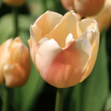 Tulipe Darwin hybride Apricot Delight