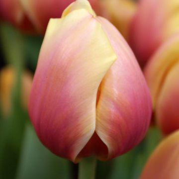 Tulipe Darwin hybride Apricot Delight