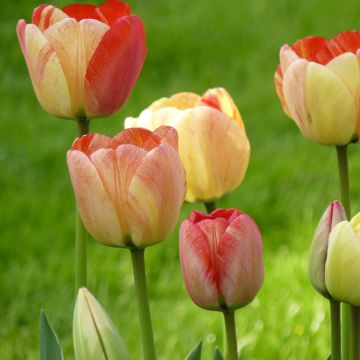 Tulipe Triomphe Salmon Impression