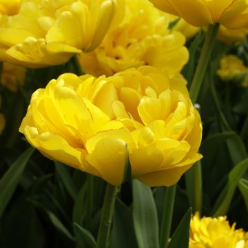 Tulipe Double Tardive Gold Fever