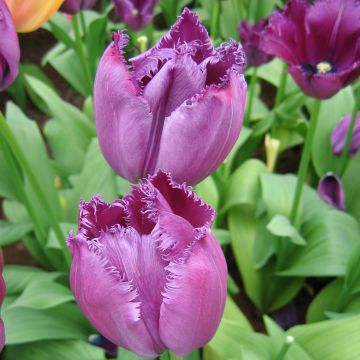 Tulipe dentelée Curly Sue