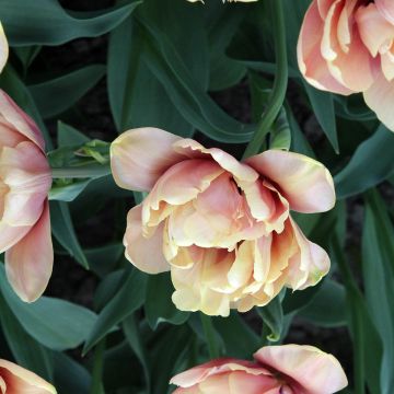 Tulipe Double La Belle Epoque