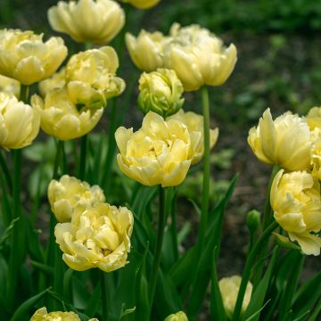Tulipe Double Tardive Gold Fever