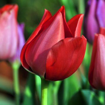 Tulipe Simple Hâtive Christmas Pearl