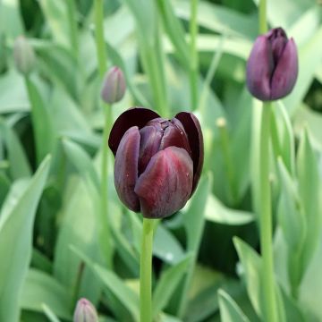 Tulipe Darwin Reine De La Nuit