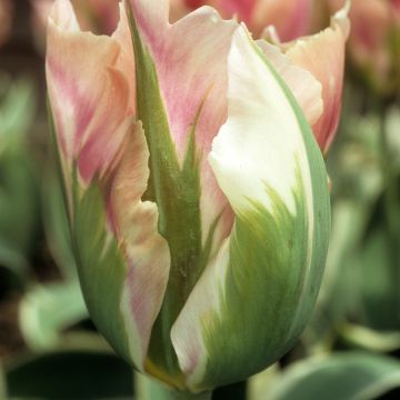 Tulipe viridiflora (Fleur de lis) Green Mile