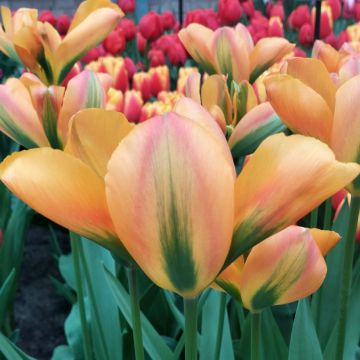 Tulipe viridiflora Nightrider