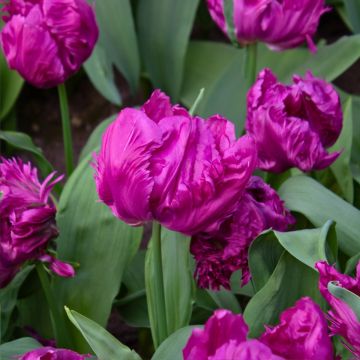 Tulipe perroquet Parrot Prince